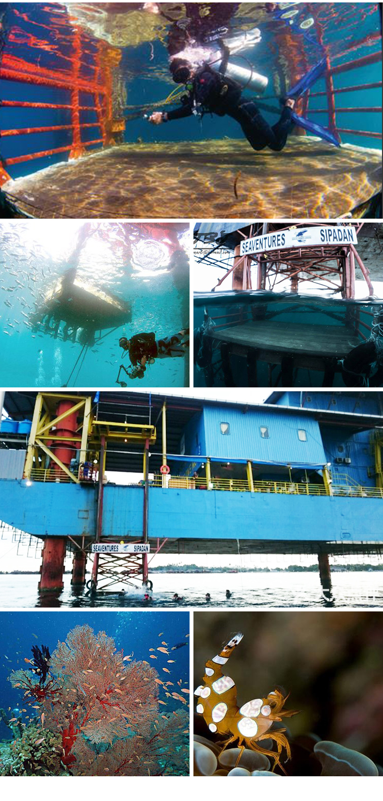马布平台潜水度假村预定 Seaventures Rig 仙本那潜水诗巴丹岛 潜客