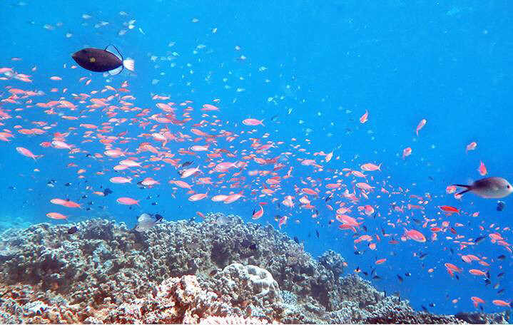 诗巴丹旅游攻略 | 诗巴丹岛Sipadan潜水，著名潜点、诗巴丹名额、诗巴丹住宿、潜水考证，全部解决！