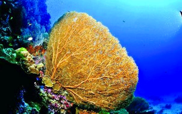 诗巴丹旅游攻略 | 诗巴丹岛Sipadan潜水，著名潜点、诗巴丹名额、诗巴丹住宿、潜水考证，全部解决！