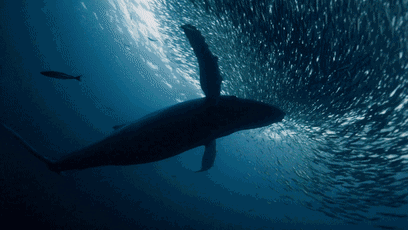 马布平台潜水攻略|体验独一无二的潜水旅，拥抱缤纷的诗巴丹！