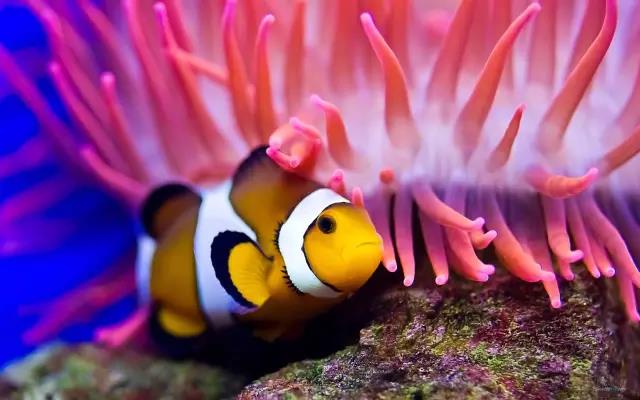 潜水世界 | 扎心了老铁，原来潜水看到的所有的Nemo小丑鱼都是男性！
