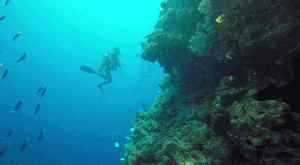 潜水攻略 | 这里是前段时间大火的前任3拍摄地，这里是潜水界的麦加——美娜多！