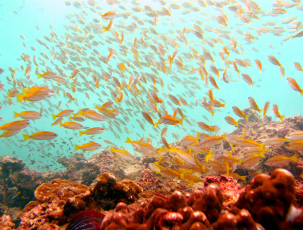 三分钟旅游攻略|普吉岛最佳潜水点盘点！如何在普吉岛看到鱼群风暴！