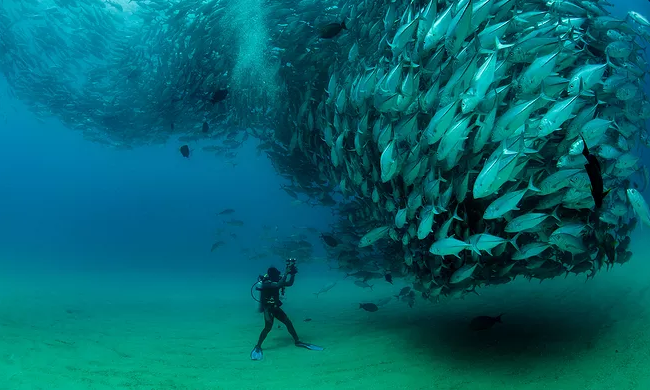 三分钟旅游攻略|普吉岛最佳潜水点盘点！如何在普吉岛看到鱼群风暴！