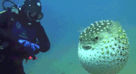 潜水保险攻略|如何在选出最适合自己的潜水保险？秒懂……