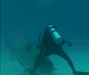 来世界潜水员工厂考潜水证吧！涛岛潜水考证全攻略！考潜水证性价比最高！