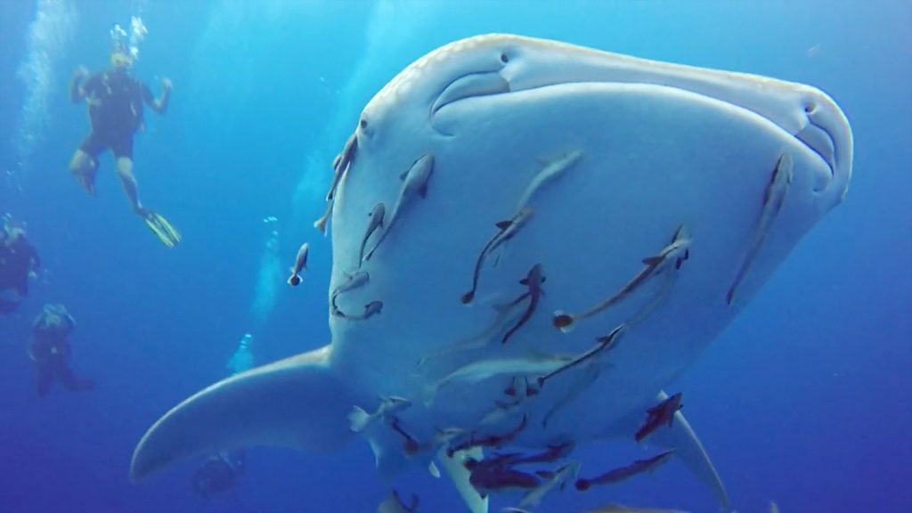 东南亚潜水指南|“世界潜水员工厂”涛岛主要潜点介绍！如何在涛岛邂逅鲸鲨！