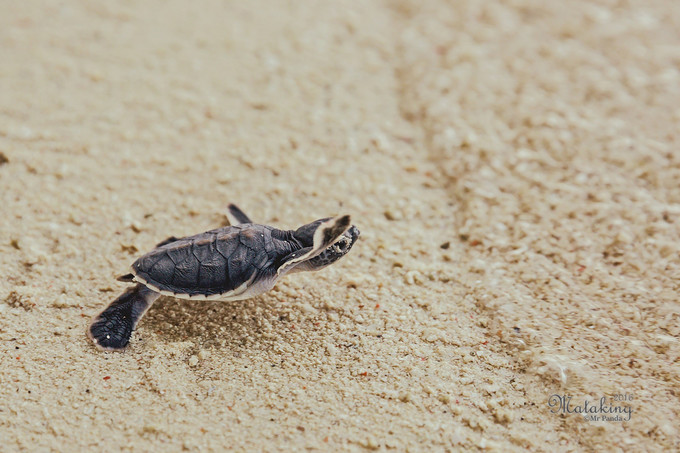 7月兰卡央领养小海龟来袭！带上孩子去领养小海龟吧！