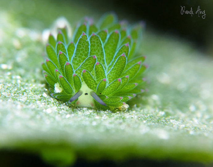 从岁月静好到暴力美学，这8种奇特海洋生物，你可能一个都没有见过