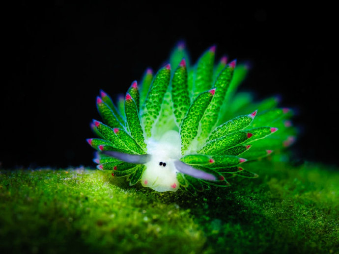 从岁月静好到暴力美学，这8种奇特海洋生物，你可能一个都没有见过