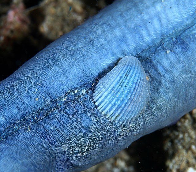 从岁月静好到暴力美学，这8种奇特海洋生物，你可能一个都没有见过